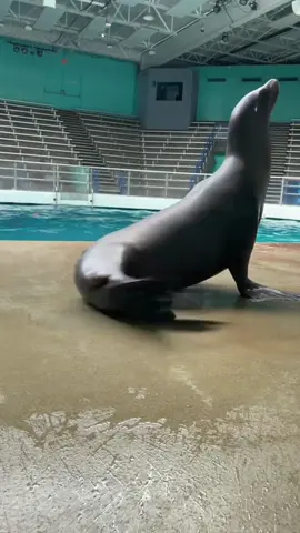 Funny sea lion 🤣#fun #funny #funnyanimals #core #sealion #funnytiktok #seal #fypシ #fyp #foryou #viralvideo#USA