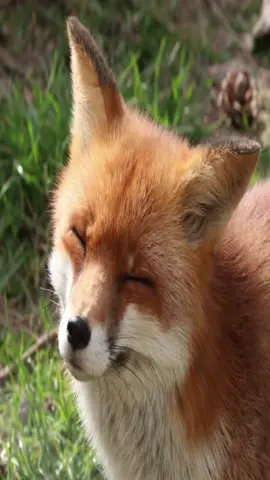 #fox #foxes 