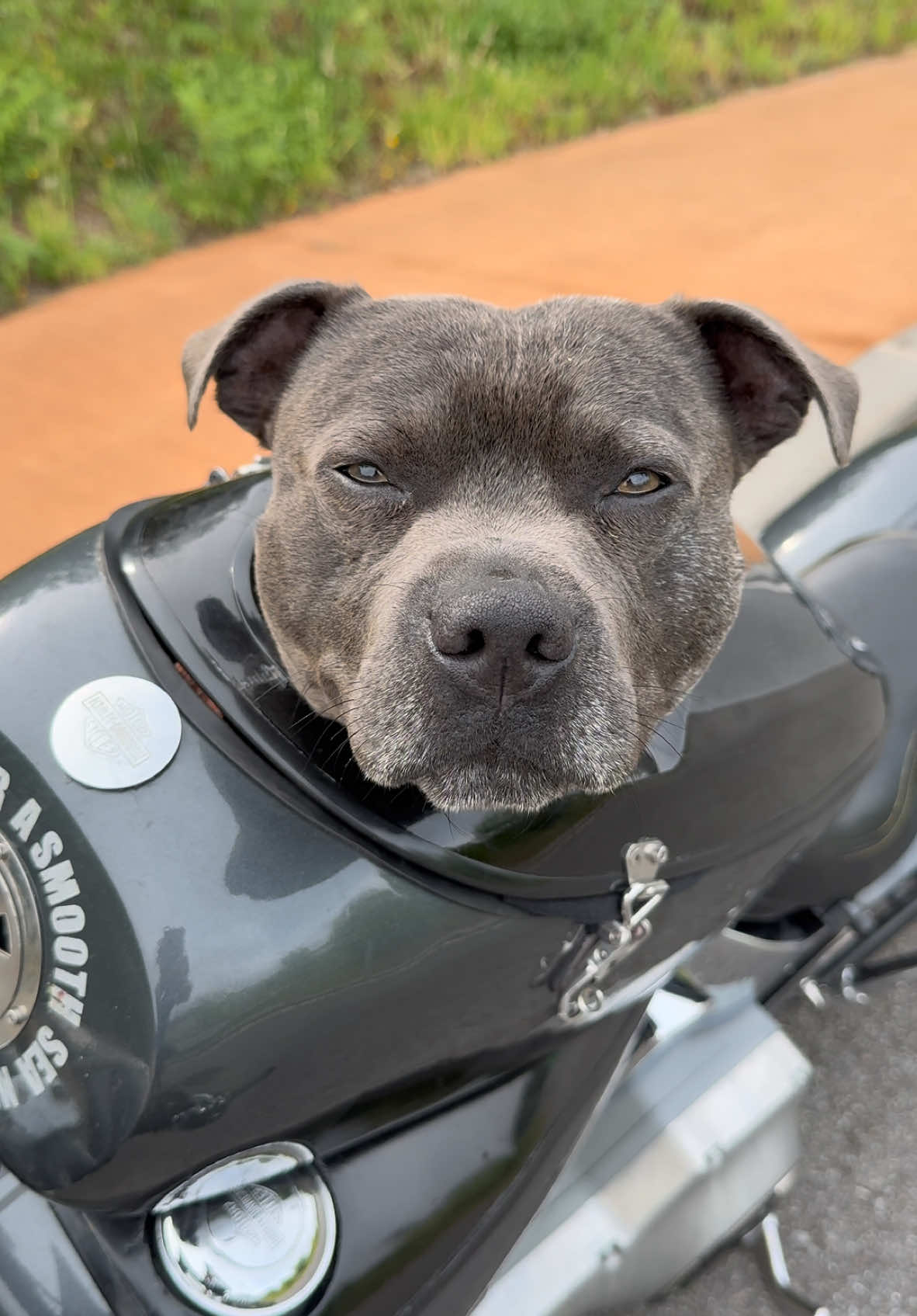 #hayleydavidson #staffyblue #staffy #mascotas 