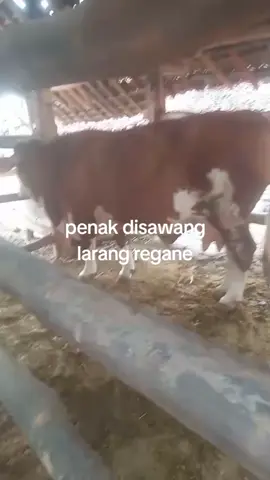 #peternaksapiindonesia  #sapisuper  babon jumbo 