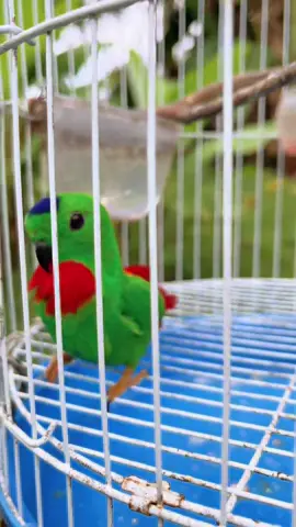 mood petang#pemikatburungserindit✅ #serinditmainnaga #serinditmainsinga #serinditjinak #dadamerah🦜 #cakting🦜 #serinditganu🦜🦜💯 #serinditborneo #serinditmalaya #jony_sl_👑 #