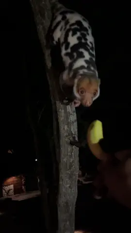 Met the cutest little nocturnal fluffball 🥺✨ Say hi to this adorable kuskus I spotted at night! #Kuskus #WildlifeEncounter #TooCute #NightAdventure #rajaampat #rajaampat_papua #rajaampatislands 