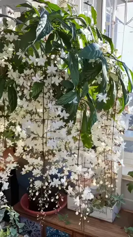 Stop buying air fresheners. Grow this instead. ✨ #jasmine #gardening #plantsoftiktok #growyourown #cottagecore #plantlover #seeds #homesanctuary #asmrgardening #tiktokshop