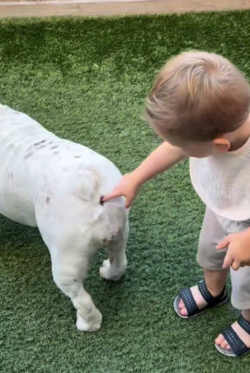 Dog vs Baby😂🤭#Tatcha #cute #funny #TikTok #usa🇺🇸 