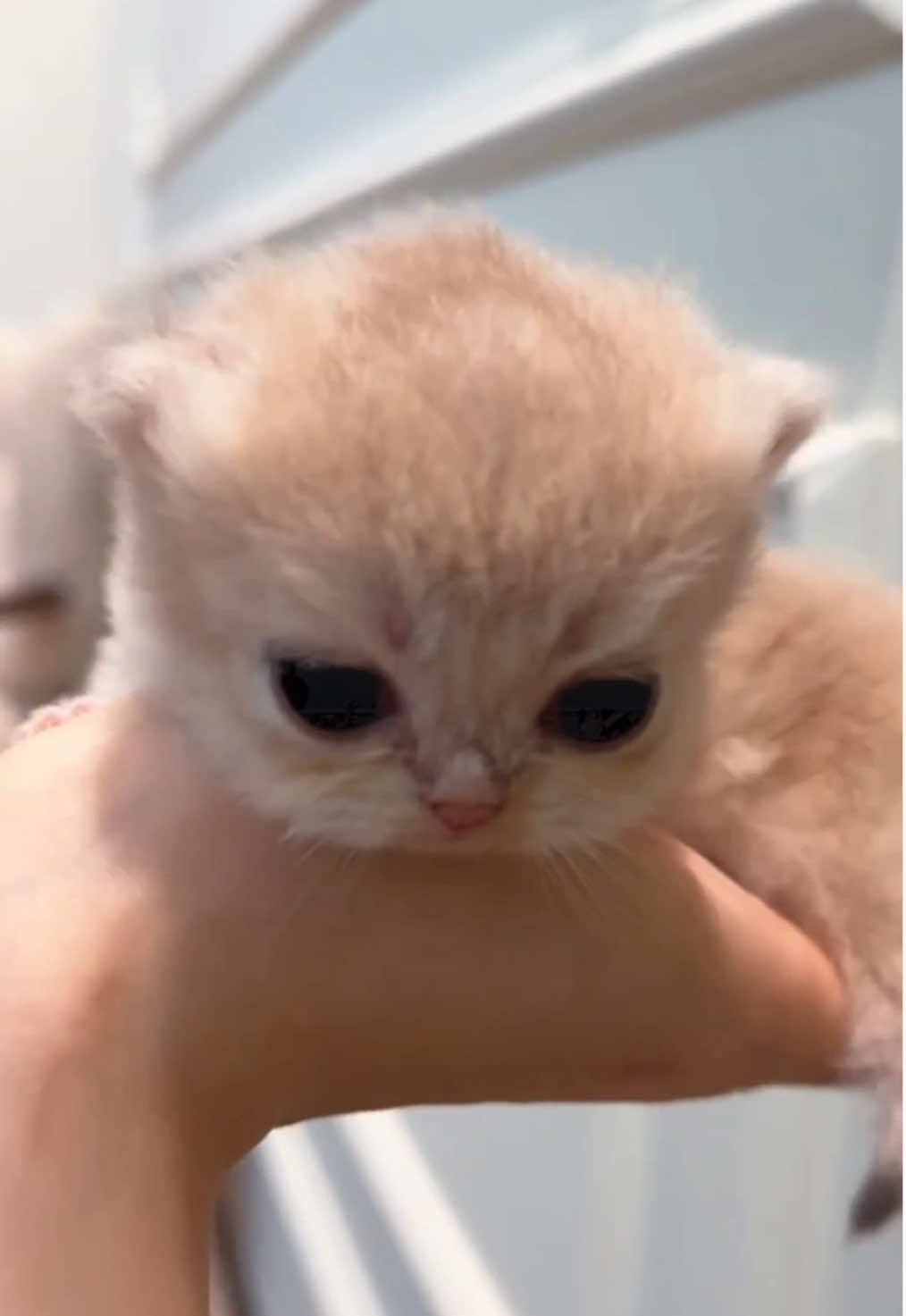 So cute 🥰 #kitten #cute #cat #catlover #meow #catbaby #catsoftiktok 