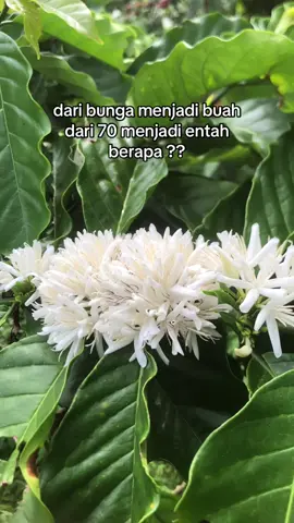 Ada yang makin turun, tapi bukan turunan 😂#kopirobusta #petanimuda #petanisukses #fypシ #kopi #petanimakmur #petanimilenialindonesia #petanisukses #fypシ #kopi #petanimakmur #petanimilenialindonesia #fypシ゚viral🖤tiktok #