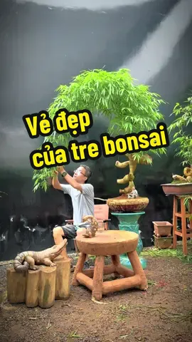 Vẻ đẹp độc đáo của tre bonsai - vườn tre bonsai sai gòn đặt tại tp Hồ Chí Minh #trebonsai #trebonsaidep #vuontresaigon #caycanh  #bonsai 