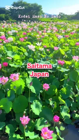 #xuhuong Ở Saitama có rất nhiều công viên.Trong đó có công viên hoa sen Kodai Hasu No Sato rất đẹp trong mùa hè này.tháng 7-8 là hoa đang nở nha mọi người.🪷🪷🌹❤️🇻🇳🇯🇵#canhdepnhatban #xaykenhtiktok #foryou #nhatban #vietnam 