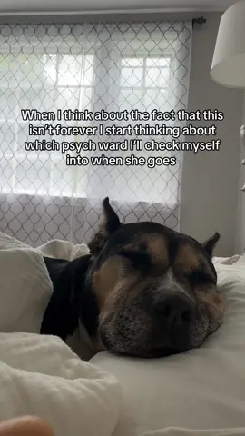 A straight jacket sounds nice. #rescuedog #staffy #souldog 
