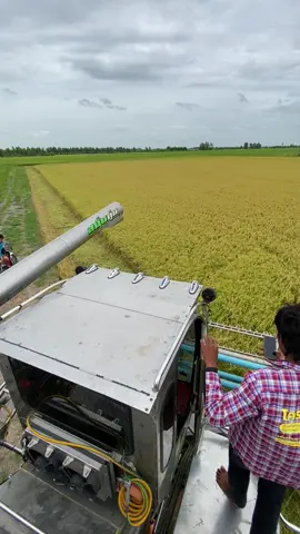 #สุพรรณหวานเจี๊ยบ💗 #โกดังไทยเจริญ💯🌾 #ฟีดดดシ #เทรนวันนี้ #คู่มือมนุษย์ #คู่มือสุพรรณ