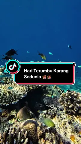 Hari Terumbu Karang Sedunia diperingati setiap tanggal 1 Juni.  Beberapa waktu yg lalu saya berkesempatan menjelajahi dunia bawah laut di sekitar Pulau Senua, Natuna, IINDONESIA 🇮🇩 Terumbu Karang adalah rumah bagi banyak makhluk hidup yg sangat luar biasa 🪸✨ #fyp #fypシ゚ #foryou #fypage #xybca #underwater #indonesia🇮🇩 #indonesia #lautindonesia #natuna #natunaisland #ocean #sea 