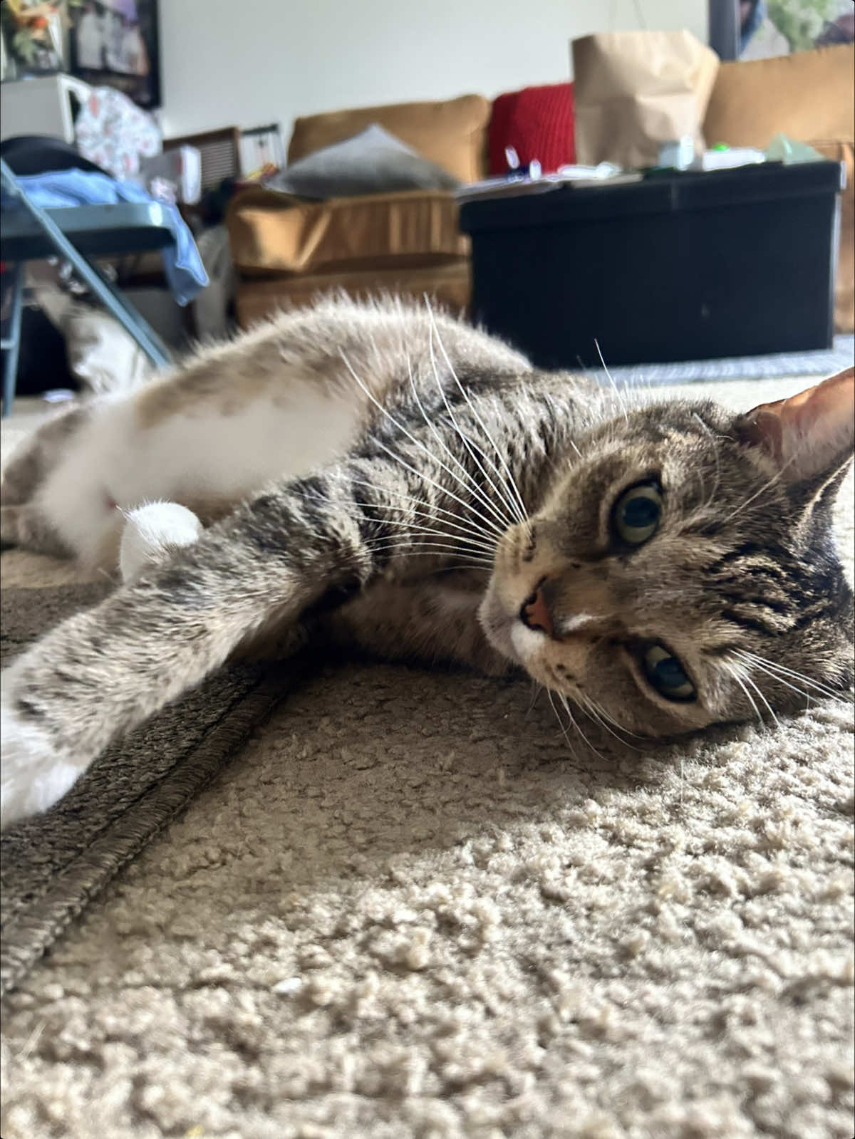 Please and thank you 😍 He hasn’t been himself lately. Gotta take him to the vet soon. #fypシ゚viral  #permissiontrend #xyzbca #ohio #catsoftiktok 