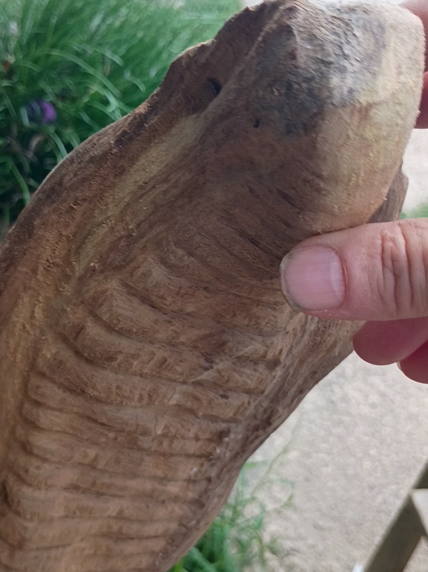 #woodcarving #unusualfinds #woodencobra #naturalwood #driftwoodart 