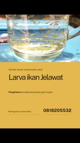 Larva ikan Jelawat. 