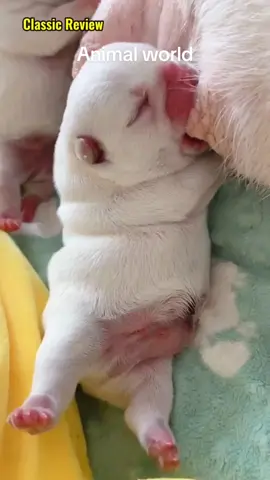 #zoom #pet #dog #cub #fyp #foryou #littlepuppy #