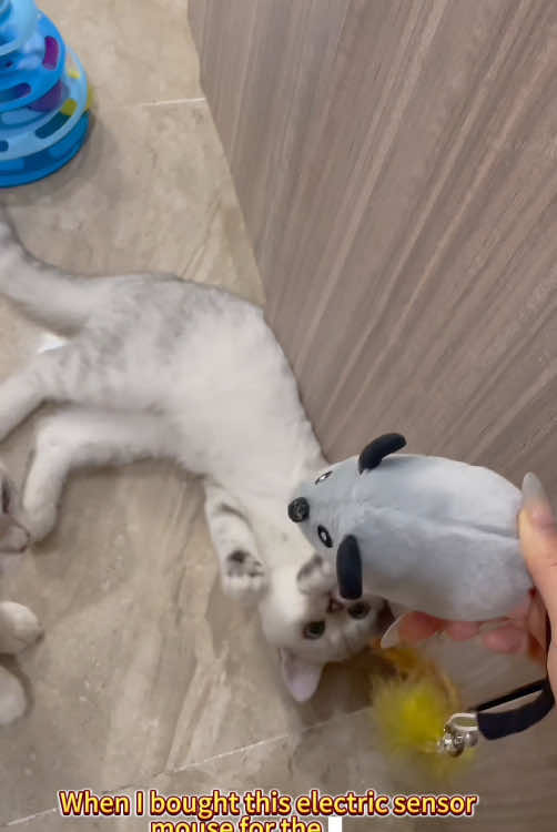 Simulation sound-emitting little mouse, intelligent sensing when touched, restores the hunting nature of cats, so fun you can't stop! #Cattoys#Cat #cute 