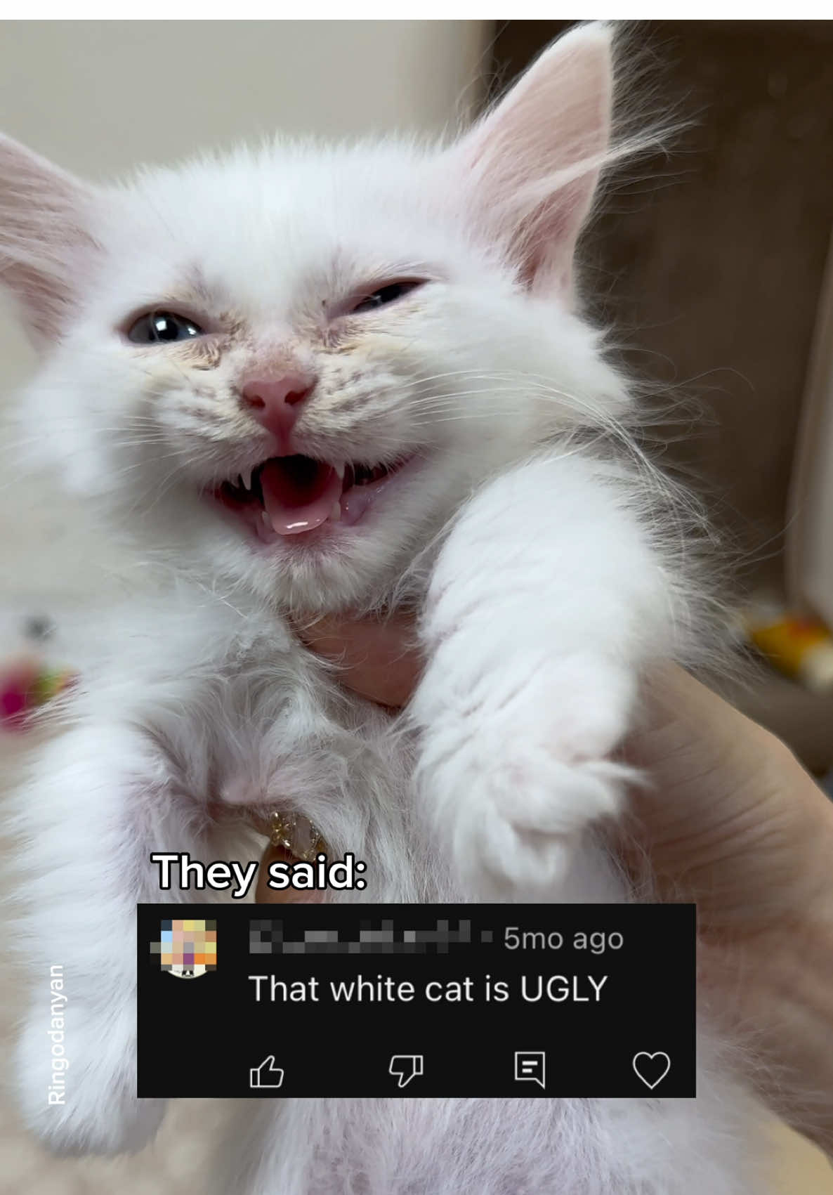 To us, she's just as beautiful now as she always was🥹 #cute #cat #catsoftiktok 