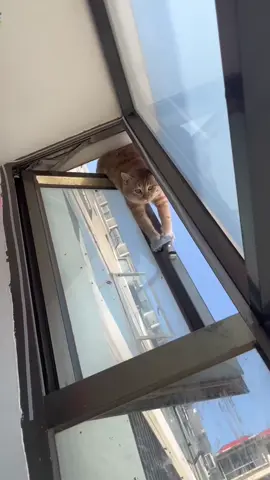 When cats lose their balance but win our hearts! 🐾😹  #FunnyCats #CatFails #ClumsyCats #FelineFalls #CatsOfTikTok #CatCompilation #CatHumor #HilariousPets #TikTokCats #EpicCatFails 