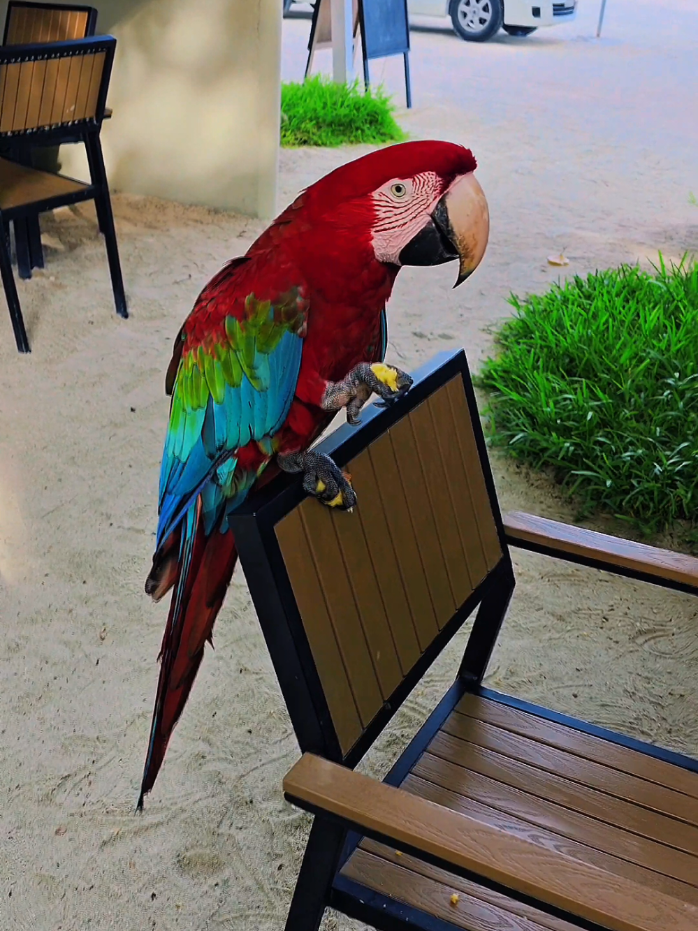 Feeding Macaw at iComMarina #2025 #viral #trending #maafushi #maldives #macaw 