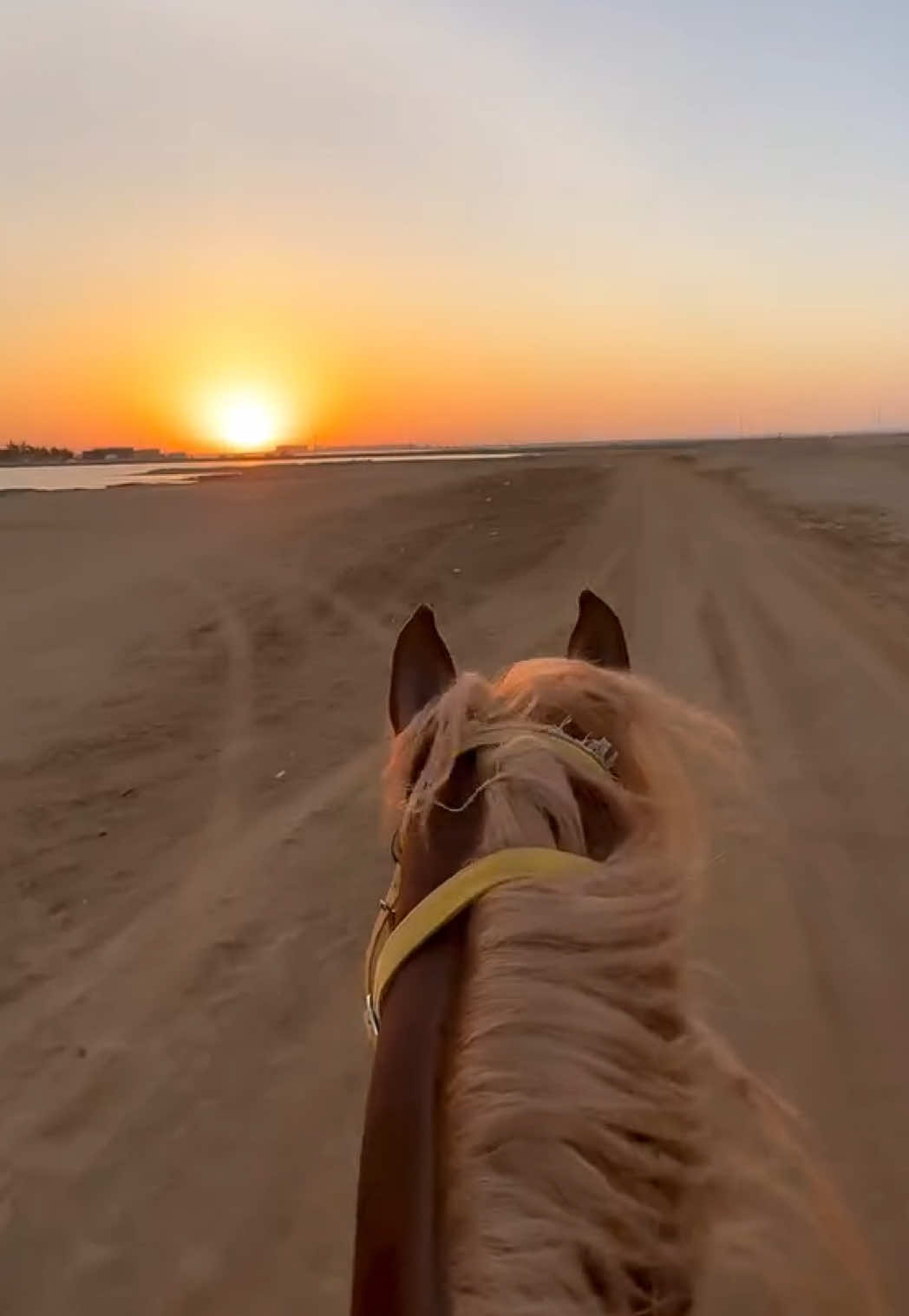 ركوب الخيل وقت الغروب دايما له متعة مختلفة 😍🐎🌅 #خيل #خيل_وخياله🐎 #اكسبلورexplore #اكسبلور #المملكة_العربية_السعودية #ترندات_جديدة_اكسبلور #خيل_عربي #ينبع #ينبع_المزه #ينبعاويات_الفن_الاصيل💤 #ينبع_البحر_المدينة_المنورة 