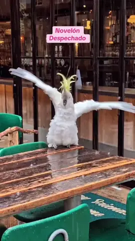 Mentira todo era mentira… #comedia #doblaje #animals 