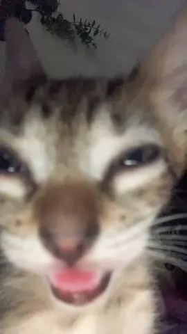 Levantste pinshi wevon#mishi# gatito#fypシ゚ 