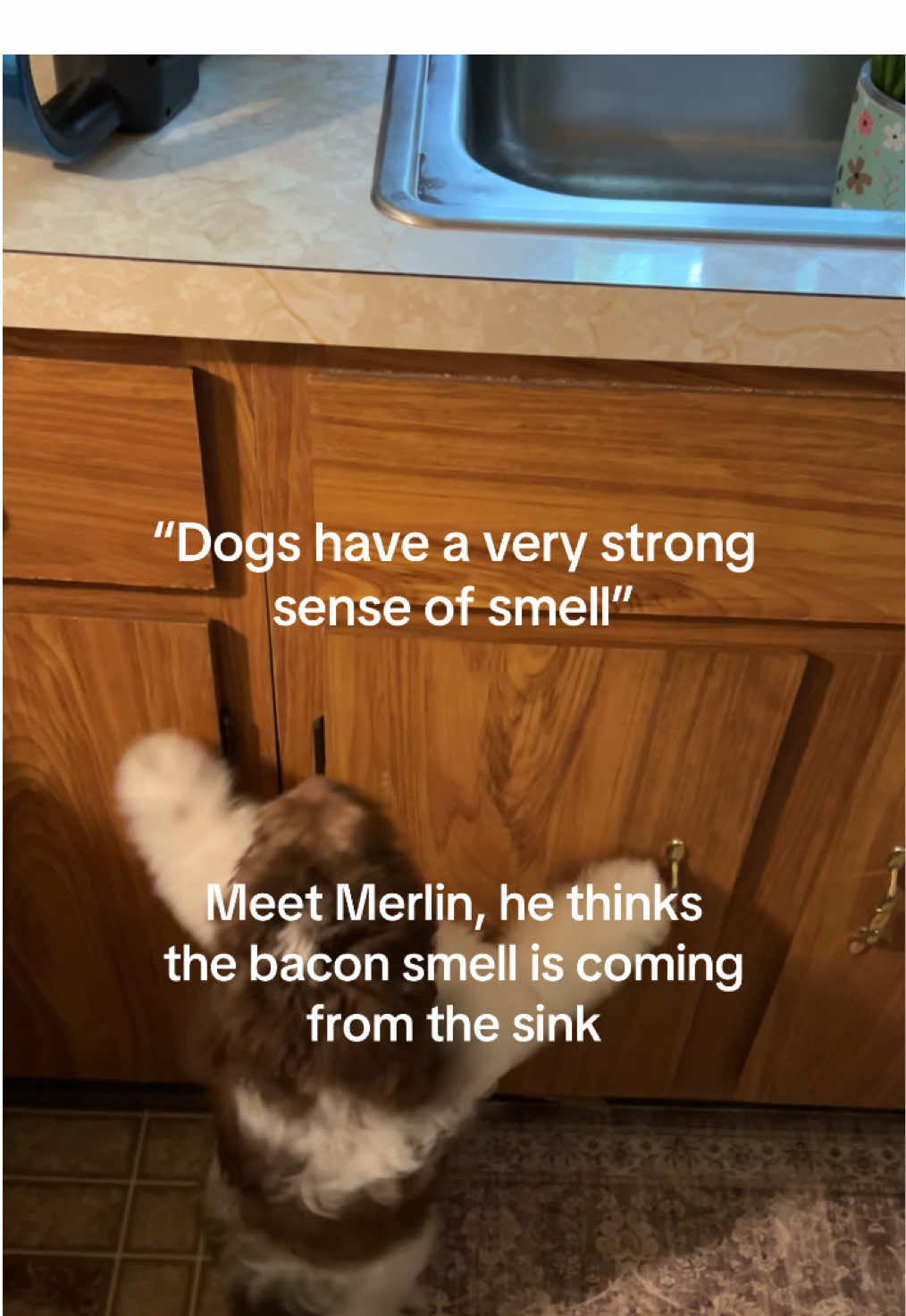 At least he got closer in the end😚 #puppytiktok #puppynose #nosenseofsmell #funnydogvideos 