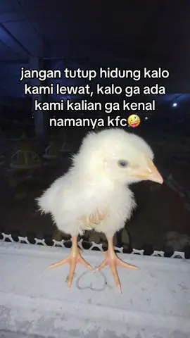 jangan dek yaaa jangan  #broilerchicken #broiler #peternakmuda #masukberandafyp #kfc 