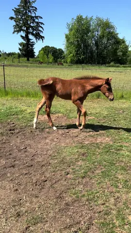 When booty scratches are better than the food Mom has. #RubySue #AQHA #futurerockstar #futurity2029hopeful #babyhorse 