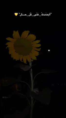 💛‎ 