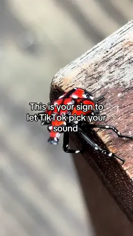 It’s more terrifying set to music #lanternfly #bugs 