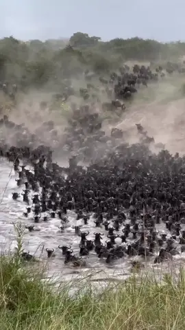 Today’s migration shift was crazy. Maasai Mara 📍🇰🇪 #maasaimara #serengeti #tembeakenya #magicalkenya #wildbeastmigration #natgeowild #discoverkenya #africa #fyp #foryoupage #kenyantiktok🇰🇪 #safari #wildlife #migration #viral #trendingvideo #reels 
