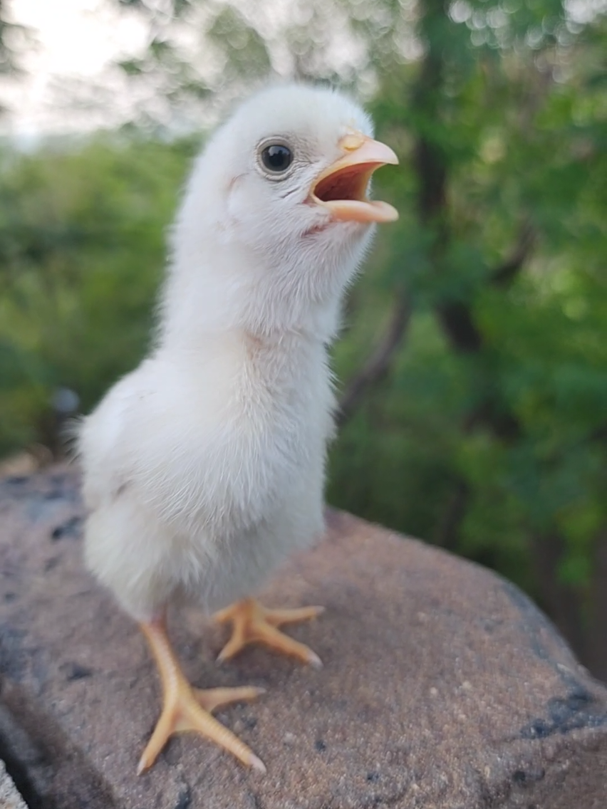 🐥 Baby Chickens sweet sounds 😘🔊 #chicks #birdssound #babybird #babyanimals #pets #PetsOfTikTok 