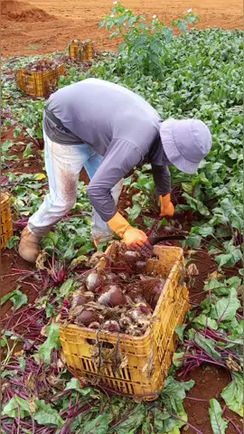 o homi mói demais #cortedebeterrabas #trabalhando #roça #tik_tok 