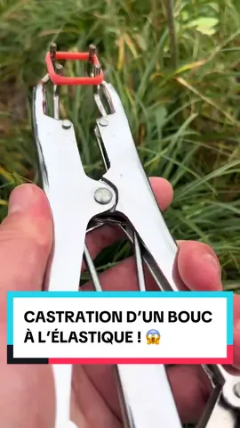 La castration des boucs à l’élastique est une méthode très courante ! 😱 #animaux #chevre #elevage #animauxdecompagnie #ferme #mouton #nac 