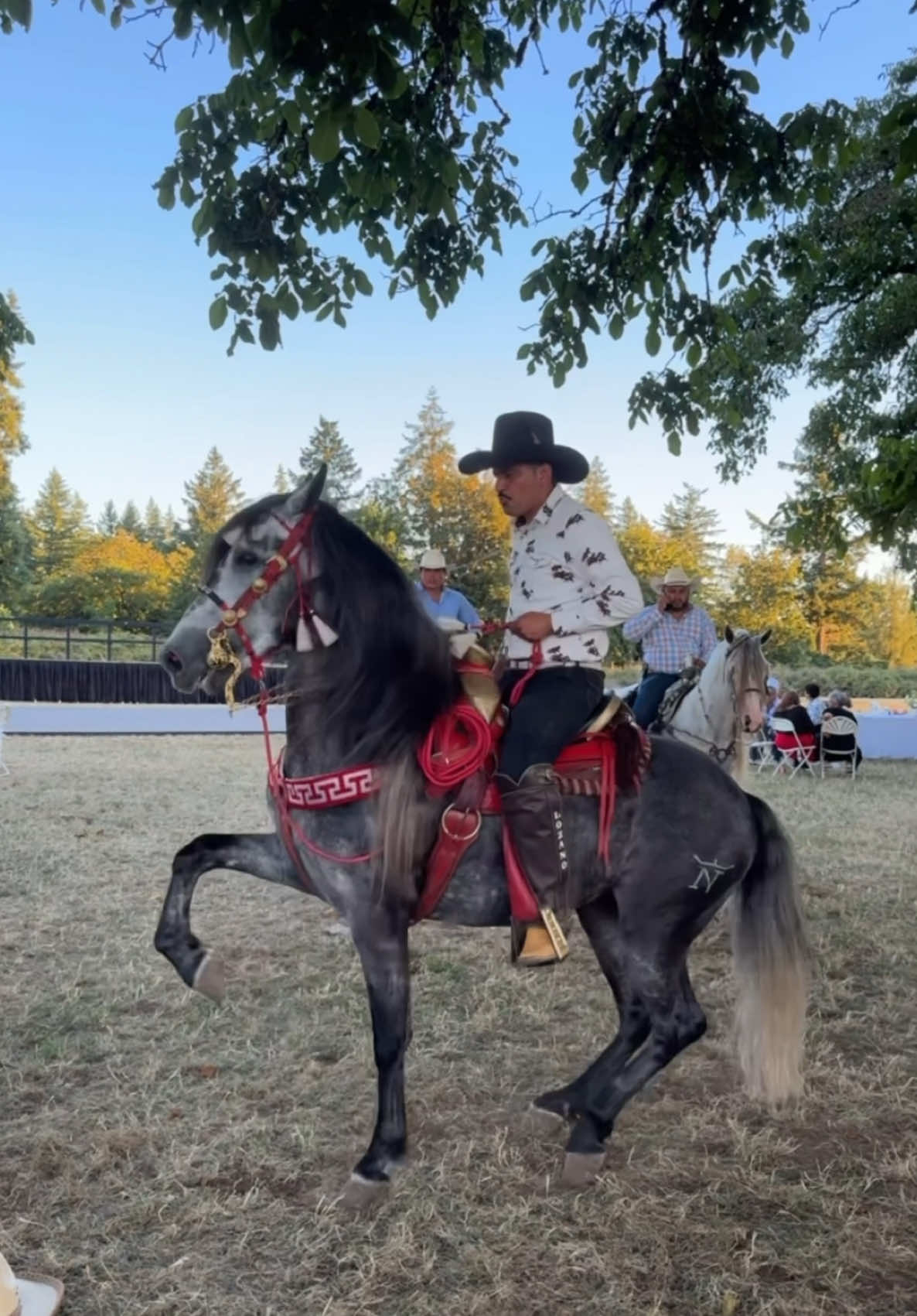 Awesome wedding and amazing horses  #dancinghorse #dancinghorses #oregon #pnw #wedding #horse #horsetrainer 
