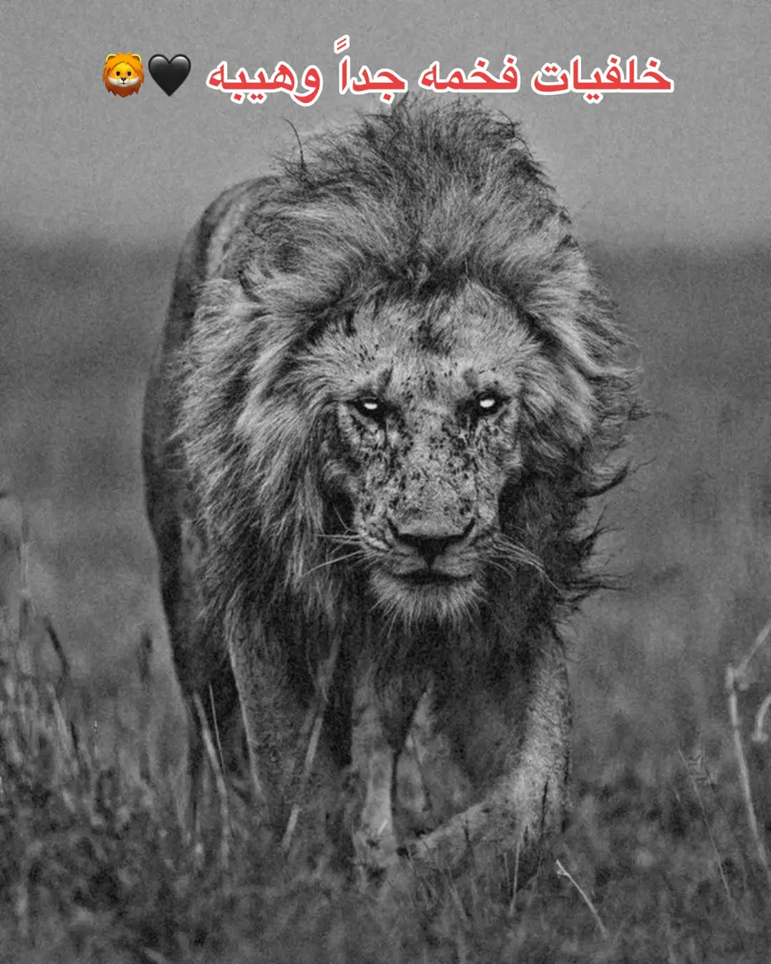 #خلفيات #اسود #هيبه #fyp #foryou #foryoupage 