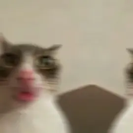 so tuff #catbrainrot #brainrot #kitty #fyp #tuff #sybau #car #fyp #viral #misia #cat@goatedmisia 