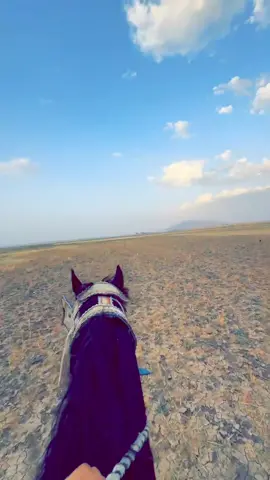 #setif______19 #ain_oulmene #الخيالهہ🐎🍃🌸💚 #الخيل ❤️