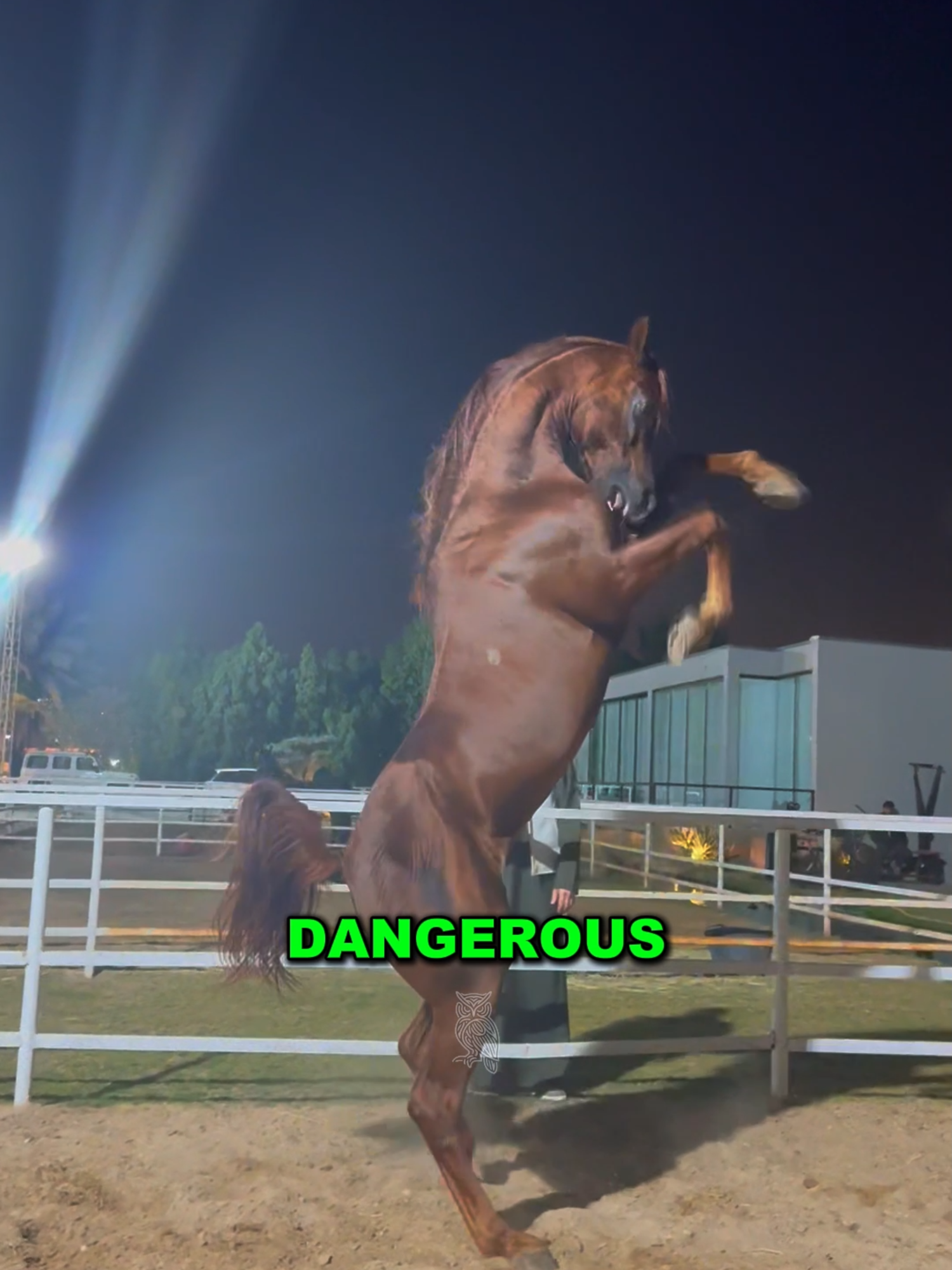The 4 Most Dangerous Horse Breeds in the World #usa #horse #horses #animals