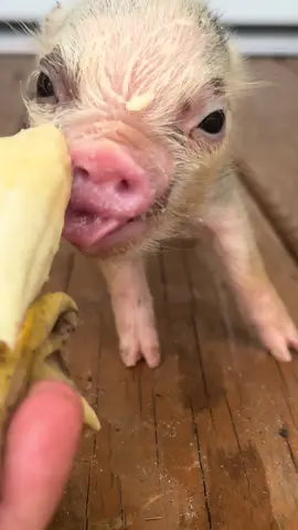 Norma tries tiny nanner for the first time 🥹