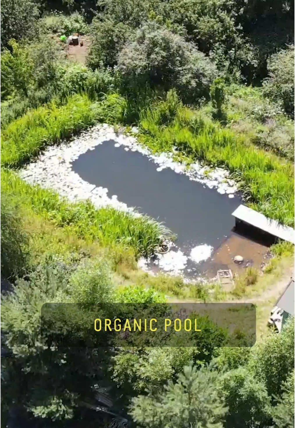 He swims in water so clean, he can drink it. @davidpaganbutler ‘s DIY pond pools are chemical-free, animal-safe, and 100% natural. Just plants, water, and genius design. #EcoFriendly #pondpools #sustainable #organic