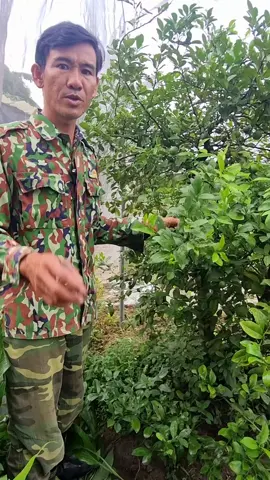 #chamsoccaycanh @NGUYEN VIET THONG @NGUYEN VIET THONG 