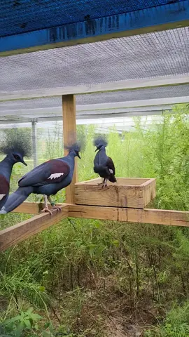 #Victoria_crowned_pigeon# #حمام_فكتوريا_المتوج♕