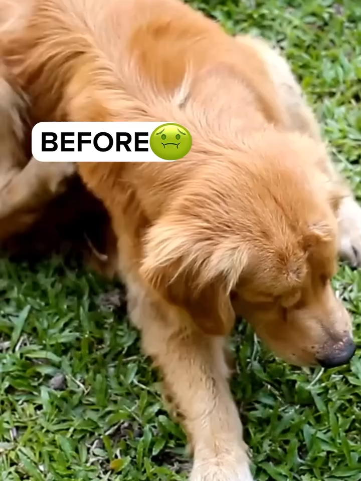 That moment you realize your “natural” spray wasn’t so natural 😬 Try @bug_md instead.   #kidsafe #petsafepestcontrol #natural #essentialoil
