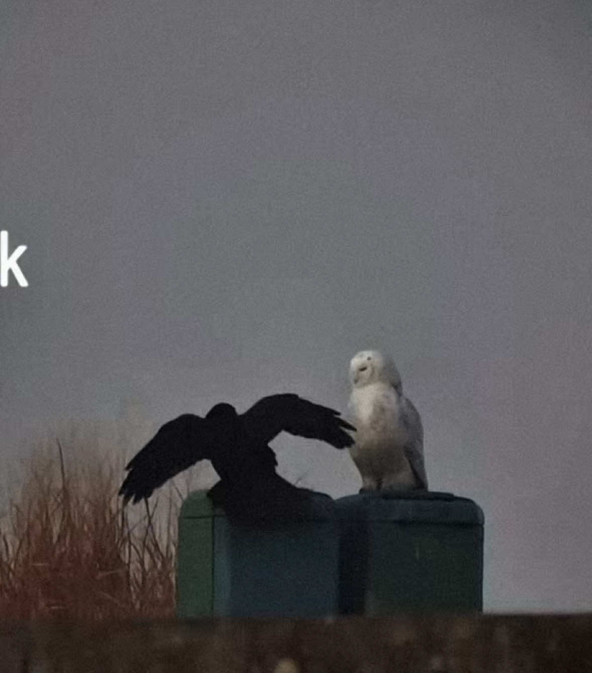 i wish… #wisp #fyp #wispcore #shoegaze #blackandwhite #raven #owl #relatable #real #yourface #bratlyrics 