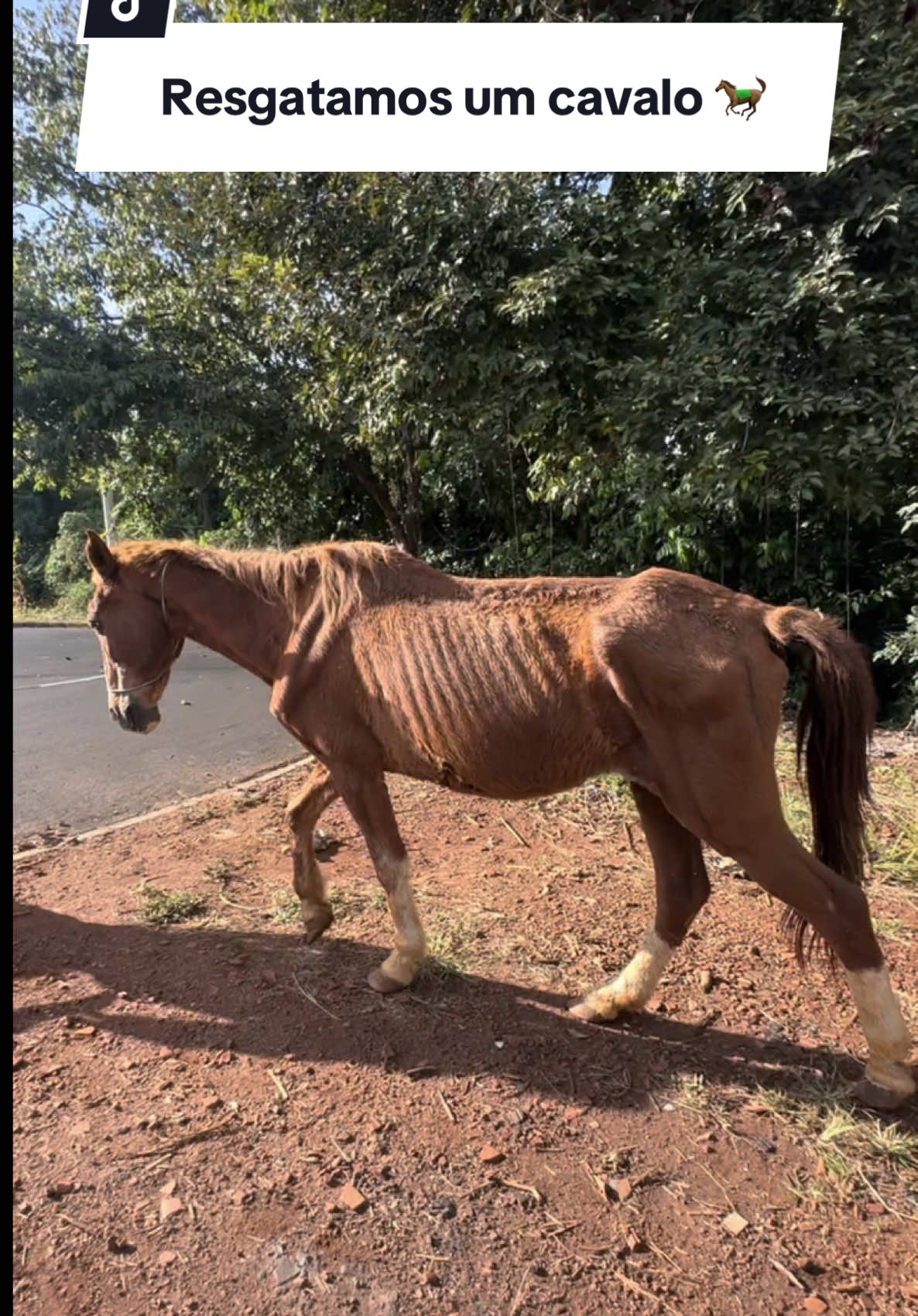 Resgatamos um cavalo 🐎 Coitadinho do Pangaré 😭💔  #cavalo #cavallo #cavalosminhapaixão #cavalosminhapaixão #cavalosdotiktok #cachorro #cachorros #cachorrosengraçados #cachorrosdotiktok #pitbull #pitbulls 