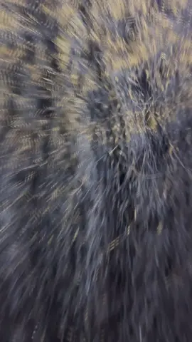 Live Laugh Love knotless🫶🏽 #fyp #knotlessbraids #boho #teen #viral #xyzbca #hair #hairtok #braids #braider #100k 