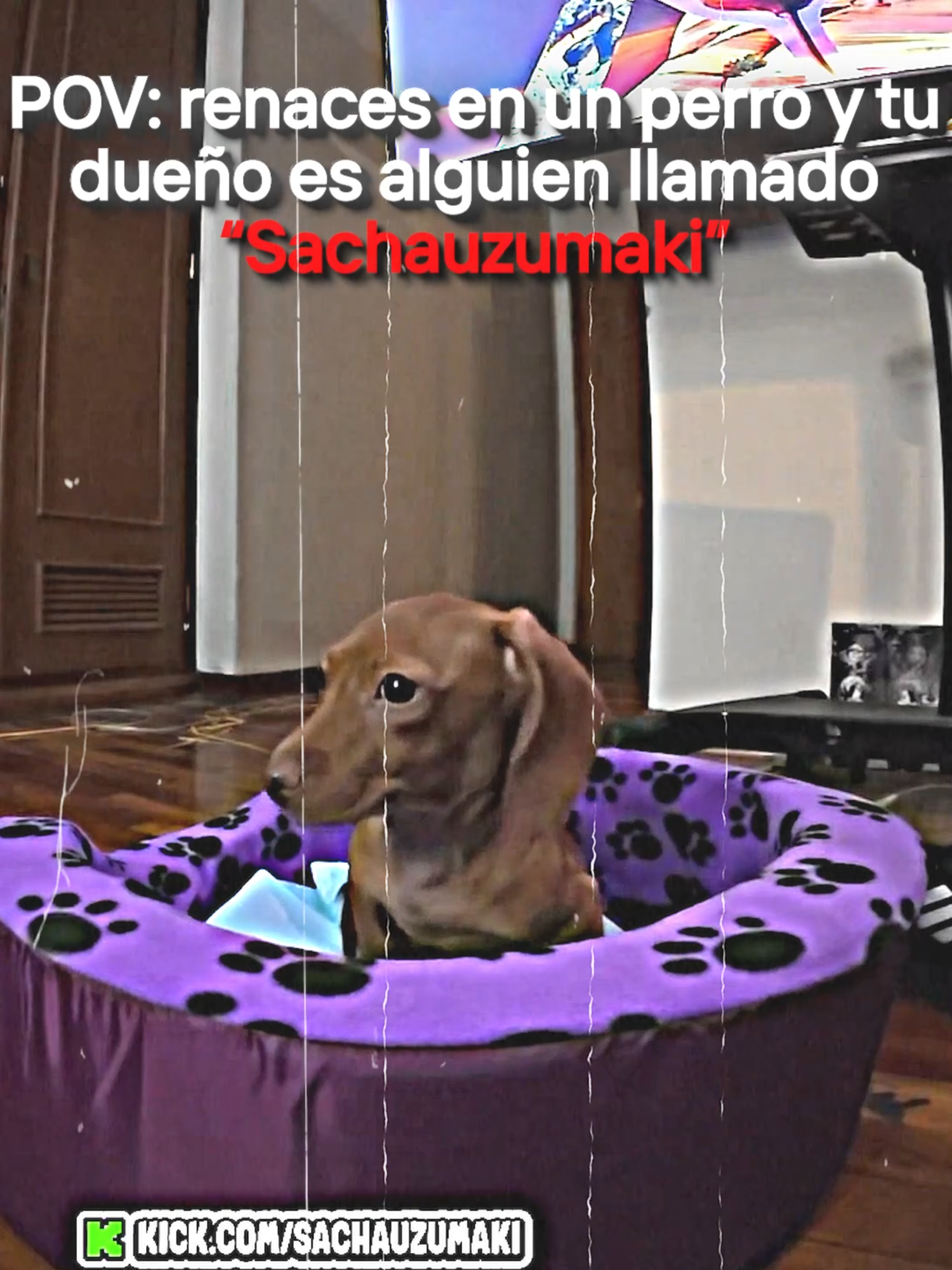 Aceptarían renacer en Mostaza? XD #sachauzumaki #mostaza #perro #pov #sachauzumakiclips #kickperu #parati #fyp #viral
