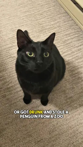 His name is Gunter🐧 #foryou #sarcasm #friendship #funny #catsoftiktok #blackcat #joke 